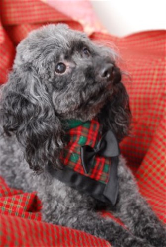 festive dog bandana