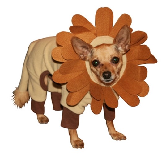 thanksgiving dog costume