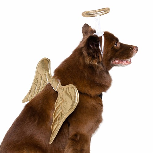 what is an angel dog