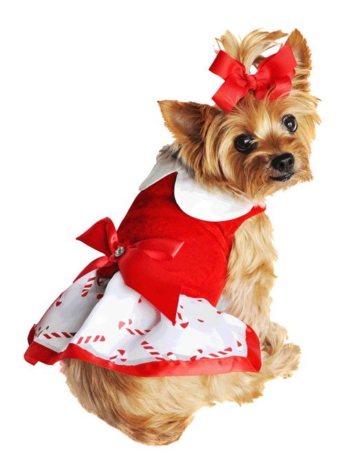 Christmas Candy Cane Dress w/Leash beds, puppy bed,  beds,dog mat, pet mat, puppy mat, fab dog pet sweater, dog swepet clothes, dog clothes, puppy clothes, pet store, dog store, puppy boutique store, dog boutique, pet boutique, puppy boutique, Bloomingtails, dog, small dog clothes, large dog clothes, large dog costumes, small dog costumes, pet stuff, Halloween dog, puppy Halloween, pet Halloween, clothes, dog puppy Halloween, dog sale, pet sale, puppy sale, pet dog tank, pet tank, pet shirt, dog shirt, puppy shirt,puppy tank, I see spot, dog collars, dog leads, pet collar, pet lead,puppy collar, puppy lead, dog toys, pet toys, puppy toy, dog beds, pet beds, puppy bed,  beds dog mat, pet mat, puppy mat, fab dog pet sweater, dog sweater, dog winter, pet winter,dog raincoat, pe