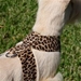 Tinkie Harness in Jungle Prints-Lots of Choices - sl-jungletinkieharness