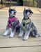 Venture Paw Pull Control Harness in 5 Beautiful Colors - dd-venturepaw