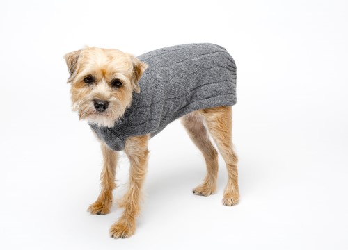 360 cashmere dog