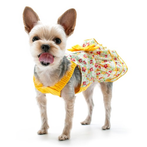 belle dog dress