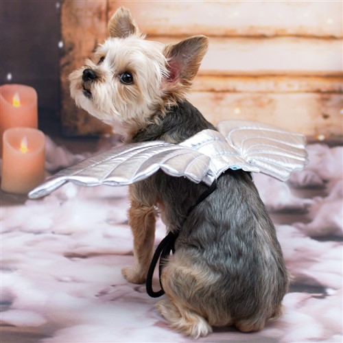 Angel Wings Roxy & Lulu, wooflink, susan lanci, dog clothes, small dog clothes, urban pup, pooch outfitters, dogo, hip doggie, doggie design, small dog dress, pet clotes, dog boutique. pet boutique, bloomingtails dog boutique, dog raincoat, dog rain coat, pet raincoat, dog shampoo, pet shampoo, dog bathrobe, pet bathrobe, dog carrier, small dog carrier, doggie couture, pet couture, dog football, dog toys, pet toys, dog clothes sale, pet clothes sale, shop local, pet store, dog store, dog chews, pet chews, worthy dog, dog bandana, pet bandana, dog halloween, pet halloween, dog holiday, pet holiday, dog teepee, custom dog clothes, pet pjs, dog pjs, pet pajamas, dog pajamas,dog sweater, pet sweater, dog hat, fabdog, fab dog, dog puffer coat, dog winter ja